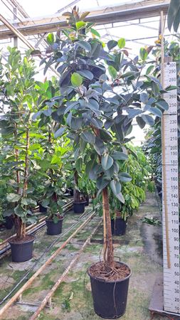 Ficus El Robusta On Stem