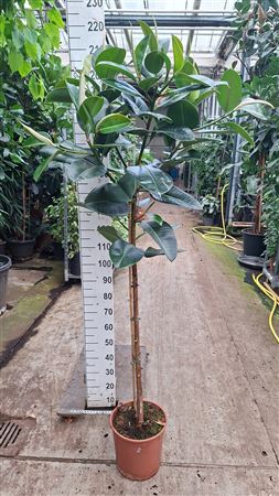 Ficus El Robusta On Stem