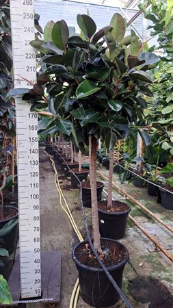Ficus El Robusta On Stem