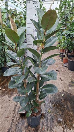 Ficus El Robusta On Stem