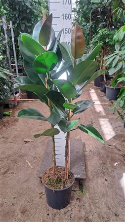 Ficus El Robusta On Stem