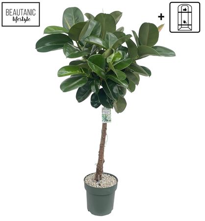 Ficus El Makana On Stam Xl + Watermeter