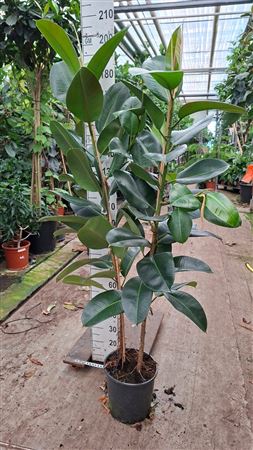 Ficus Robusta 2 Toef Xl 200