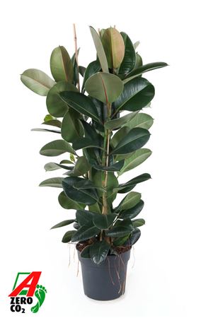 Ficus Elastica Robusta 3pp P34 (no Gap)