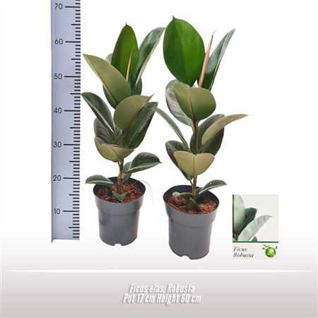 Ficus El Robusta