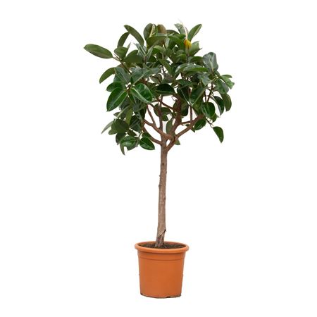Ficus El Robusta On Stem