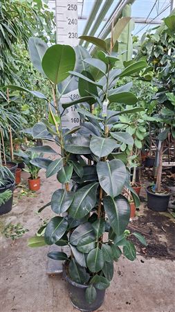 Ficus El Robusta Branched