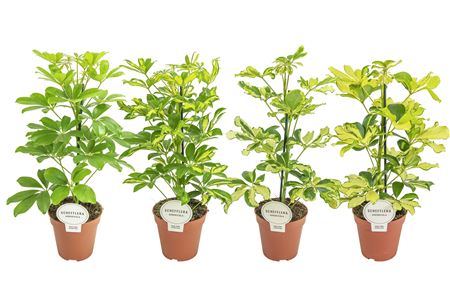 Schefflera Mix