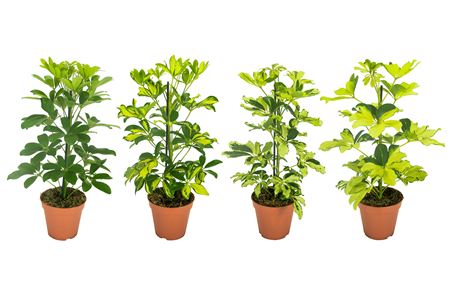 Schefflera Mix