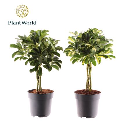 Schefflera Twisted Mix (gold Capella & Compacta)