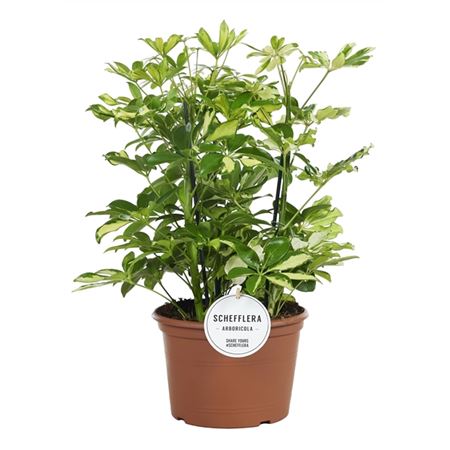 Schefflera Carnaval 3pp