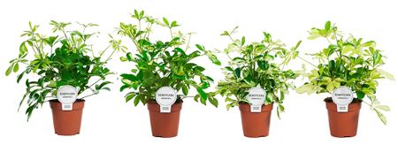 Schefflera Mix Branched