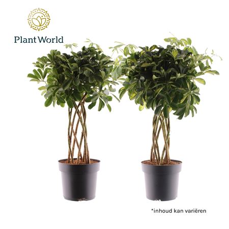 Schefflera Koker Mix