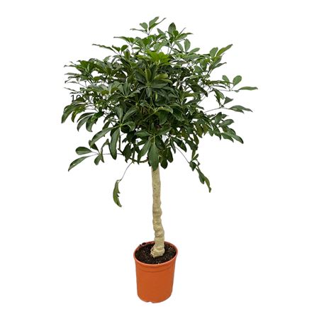 Schefflera Arboricola On Stem