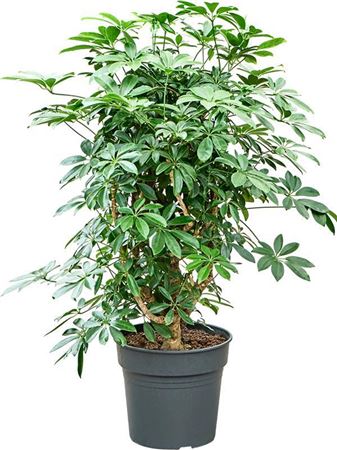 Schefflera Arboricola Compacta
