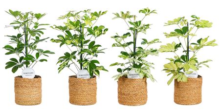Schefflera Mix In Basket