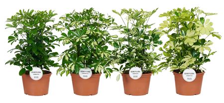 Schefflera Mix Toef