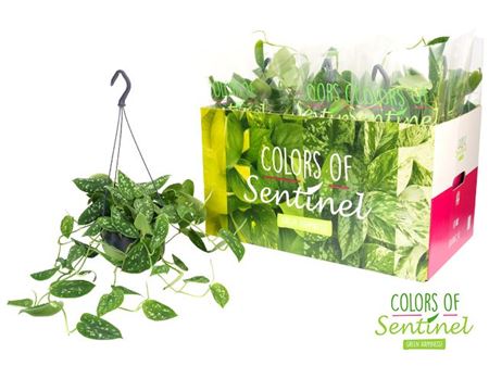 Scindapsus Pictus Argyraeus Hang