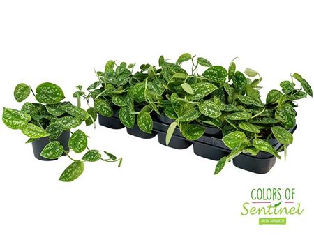 Сциндапсус Пиктус Аргирей