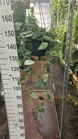 Scindapsus Pictus Argyraeus Hangplant