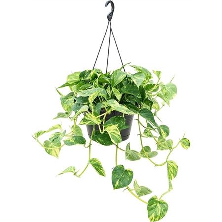 Epipremnum Aureum Hanging.