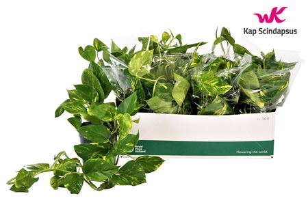 Epipremnum Aureum No Hangpot