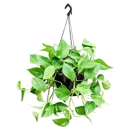 Epipremnum Aureum Hanging.