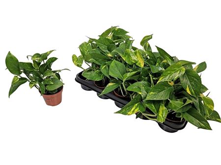 Epipremnum Pinnatum Aureum