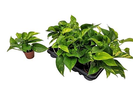 Epipremnum Pinnatum Aureum