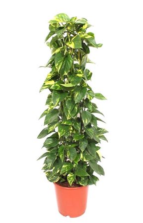 Epipremnum Aureum Piramide