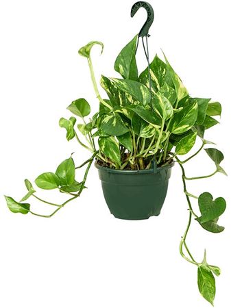 Epipremnum Aureum Bowl