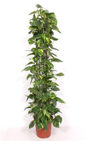 Epipremnum Aureum Piramide