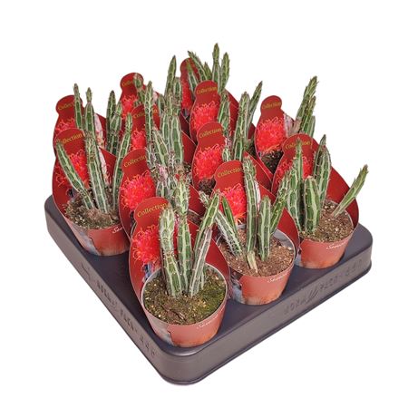 Senecio Stapeliiformis Potcover