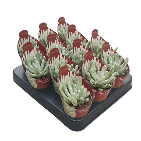 Senecio Pendulus Potcover