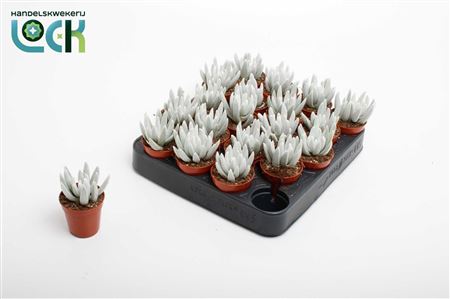 Senecio White