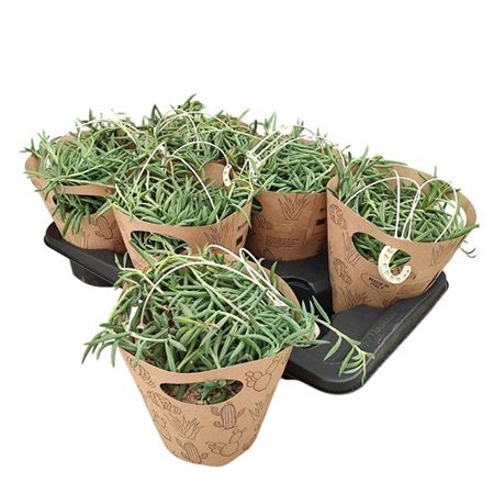 Senecio Radicans In Hanging Basket