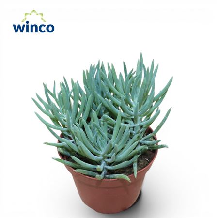Senecio Serpens Minor