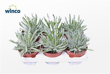 Senecio Scaposus