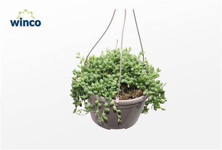 Senecio Herreianus 'string Of Tears