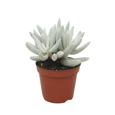 Senecio Mont Blanc 8,5 Cm