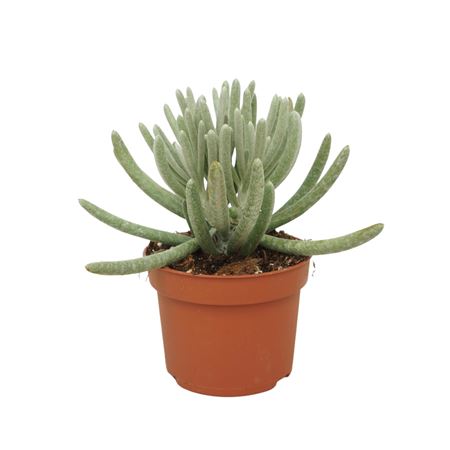 Senecio Scaposus 10,5 Cm