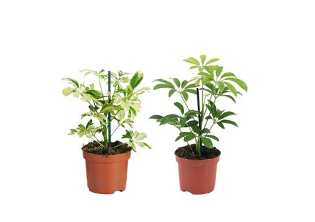 Schefflera Mix