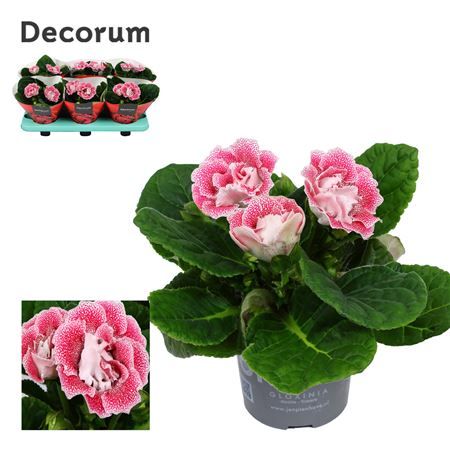 Gloxinia New Pink-white Decorum