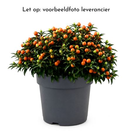 Solanum Pseudocapsicum 'jupiter'p17