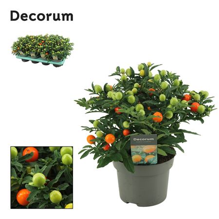 Solanum Pseudocapsicum (decorum)