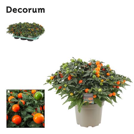 Solanum Pseudocapsicum (decorum)