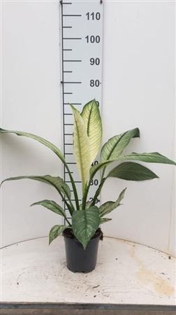 Спат Сенсейшн Вариегато