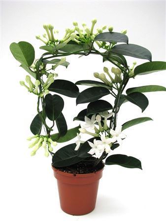 Stephanotis Fleur Parfum 6-9