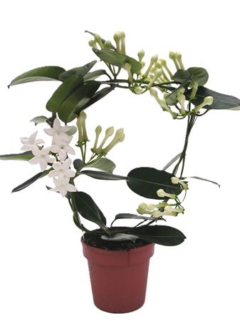 Stephanotis Fleur Parfum 3-5
