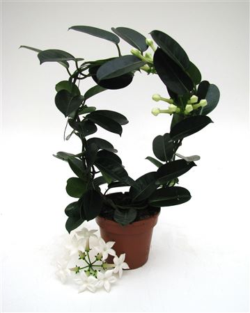Stephanotis Fleur Parfum 1-2